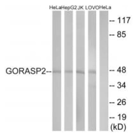 Western blot - GORASP2 Antibody from Signalway Antibody (34706) - Antibodies.com