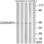 Western blot - GORASP2 Antibody from Signalway Antibody (34706) - Antibodies.com