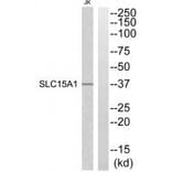 Western blot - SLC15A1 Antibody from Signalway Antibody (34879) - Antibodies.com
