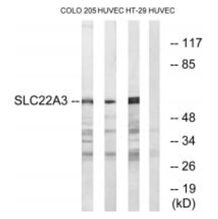 Western blot - SLC22A3 Antibody from Signalway Antibody (34881) - Antibodies.com