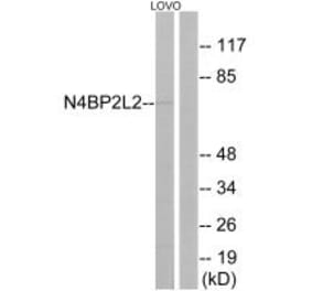 Western blot - N4BP2L2 Antibody from Signalway Antibody (34906) - Antibodies.com