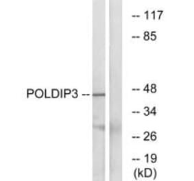 Western blot - POLDIP3 Antibody from Signalway Antibody (34909) - Antibodies.com