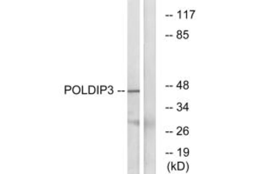 Western blot - POLDIP3 Antibody from Signalway Antibody (34909) - Antibodies.com
