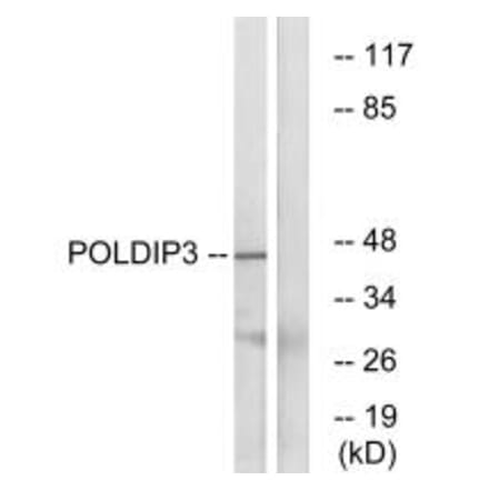 Western blot - POLDIP3 Antibody from Signalway Antibody (34909) - Antibodies.com