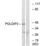 Western blot - POLDIP3 Antibody from Signalway Antibody (34909) - Antibodies.com