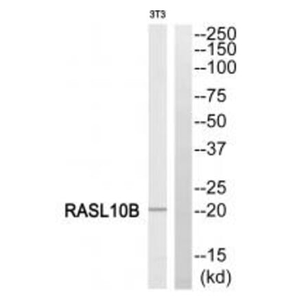 Western blot - RASL10B Antibody from Signalway Antibody (34964) - Antibodies.com
