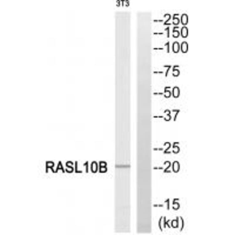 Western blot - RASL10B Antibody from Signalway Antibody (34964) - Antibodies.com