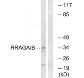 Western blot - RRAGA/B Antibody from Signalway Antibody (34965) - Antibodies.com
