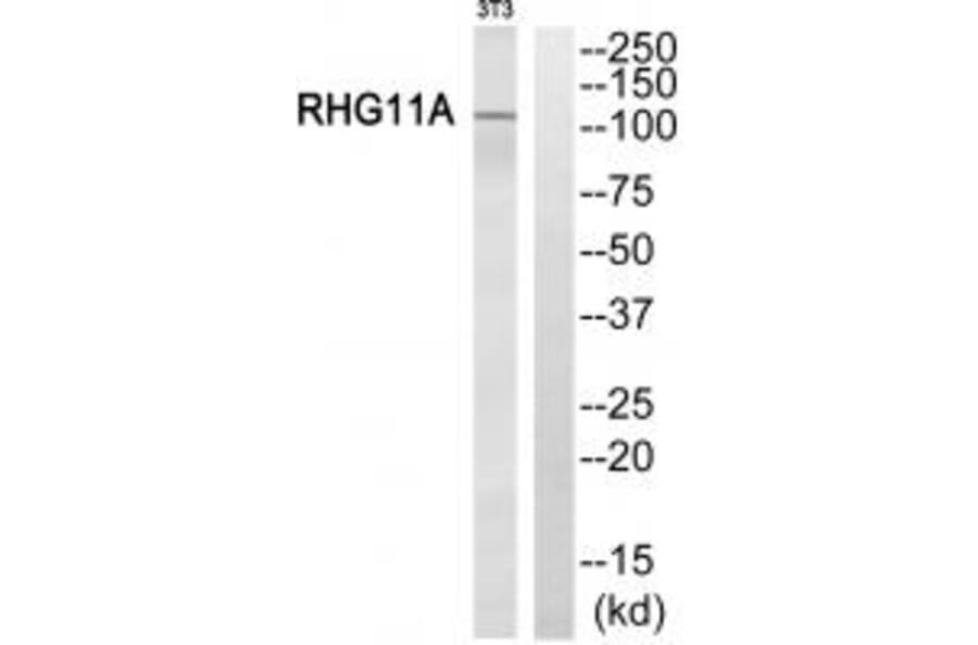 Western blot - RHG11A Antibody from Signalway Antibody (34987) - Antibodies.com
