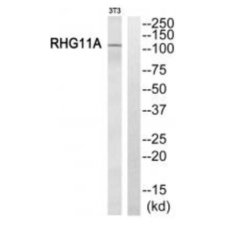 Western blot - RHG11A Antibody from Signalway Antibody (34987) - Antibodies.com