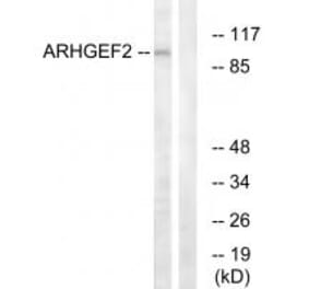 Western blot - ARHGEF2 Antibody from Signalway Antibody (34998) - Antibodies.com