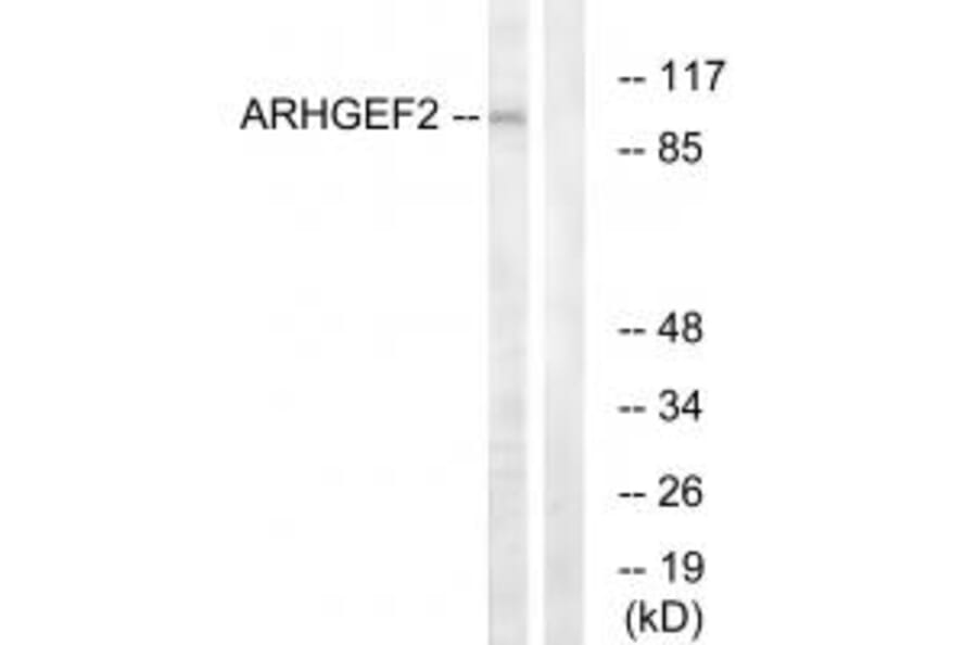Western blot - ARHGEF2 Antibody from Signalway Antibody (34998) - Antibodies.com