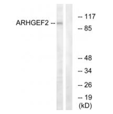 Western blot - ARHGEF2 Antibody from Signalway Antibody (34998) - Antibodies.com