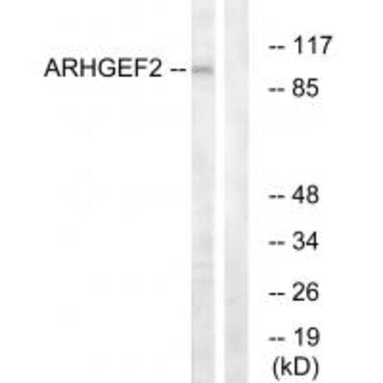 Western blot - ARHGEF2 Antibody from Signalway Antibody (34998) - Antibodies.com