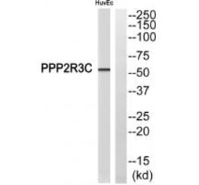 Western blot - PPP2R3C Antibody from Signalway Antibody (35033) - Antibodies.com