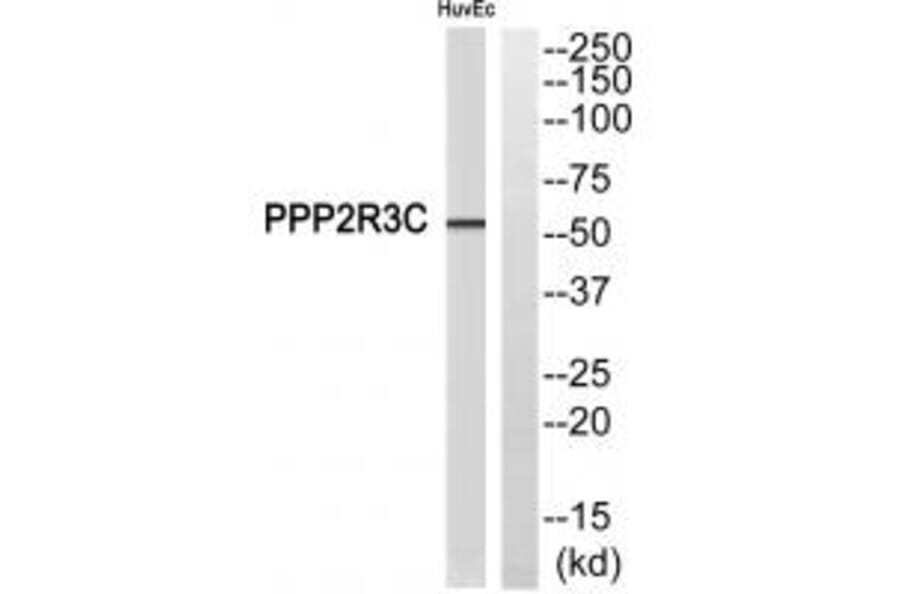 Western blot - PPP2R3C Antibody from Signalway Antibody (35033) - Antibodies.com