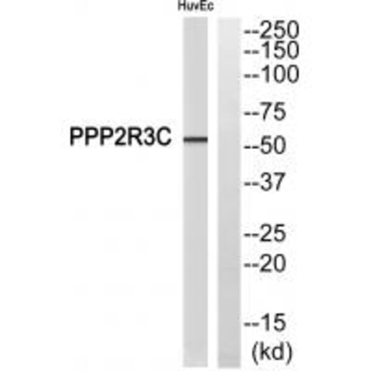 Western blot - PPP2R3C Antibody from Signalway Antibody (35033) - Antibodies.com