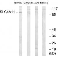 Western blot analysis of extracts from 3T3 cells, RAW264.7 cells and A549 cells, using SLC4A11 antibody #35052.