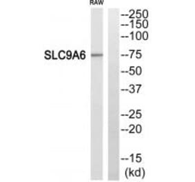 Western blot - SLC9A6 Antibody from Signalway Antibody (35059) - Antibodies.com