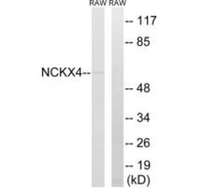 Western blot - SLC24A4 Antibody from Signalway Antibody (35062) - Antibodies.com