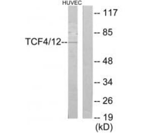 Western blot - TCF4/12 Antibody from Signalway Antibody (35102) - Antibodies.com