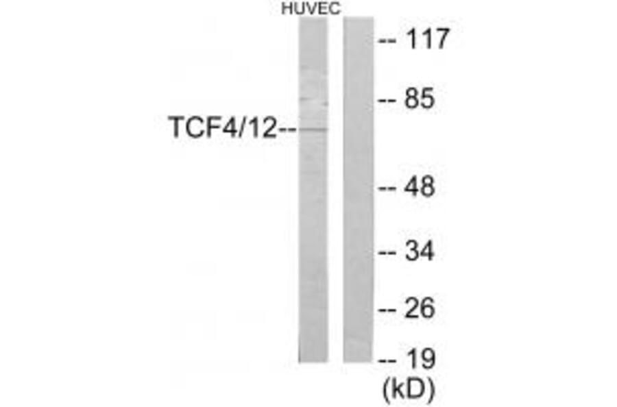 Western blot - TCF4/12 Antibody from Signalway Antibody (35102) - Antibodies.com