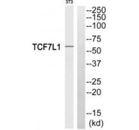 Western blot - TCF7L1 Antibody from Signalway Antibody (35103) - Antibodies.com