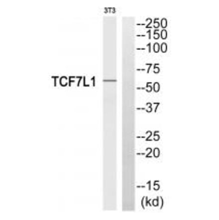Western blot - TCF7L1 Antibody from Signalway Antibody (35103) - Antibodies.com
