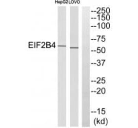 Western blot - EIF2B4 Antibody from Signalway Antibody (35107) - Antibodies.com