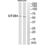 Western blot - EIF2B4 Antibody from Signalway Antibody (35107) - Antibodies.com