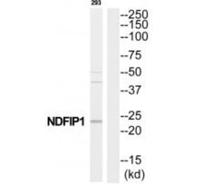 Western blot - NDFIP1 Antibody from Signalway Antibody (35199) - Antibodies.com
