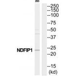 Western blot - NDFIP1 Antibody from Signalway Antibody (35199) - Antibodies.com