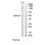 Western blot - ZNF446 Antibody from Signalway Antibody (35203) - Antibodies.com