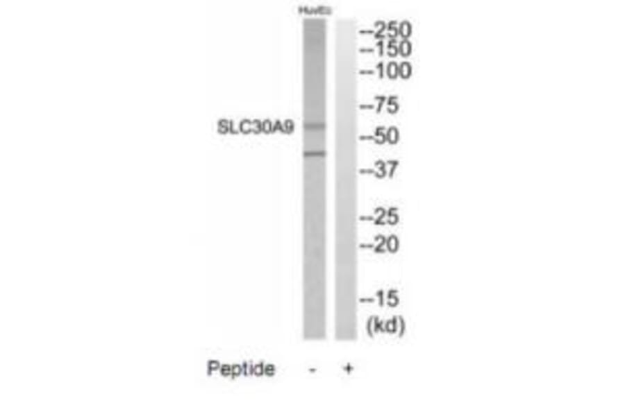 Western blot - SLC30A9 Antibody from Signalway Antibody (35210) - Antibodies.com