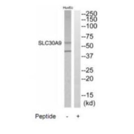 Western blot - SLC30A9 Antibody from Signalway Antibody (35210) - Antibodies.com
