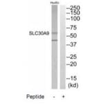 Western blot - SLC30A9 Antibody from Signalway Antibody (35210) - Antibodies.com