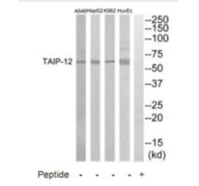 Western blot - TAIP-12 Antibody from Signalway Antibody (35237) - Antibodies.com
