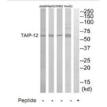Western blot - TAIP-12 Antibody from Signalway Antibody (35237) - Antibodies.com