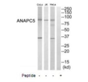 Western blot - ANAPC5 Antibody from Signalway Antibody (35242) - Antibodies.com