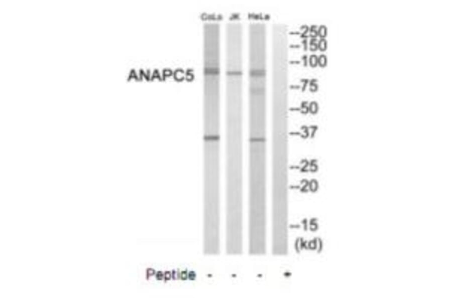 Western blot - ANAPC5 Antibody from Signalway Antibody (35242) - Antibodies.com