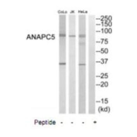 Western blot - ANAPC5 Antibody from Signalway Antibody (35242) - Antibodies.com