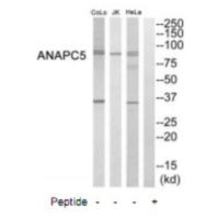 Western blot - ANAPC5 Antibody from Signalway Antibody (35242) - Antibodies.com