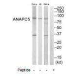 Western blot - ANAPC5 Antibody from Signalway Antibody (35242) - Antibodies.com