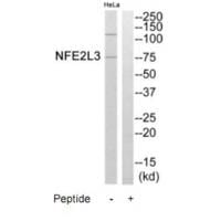 Western blot analysis of extracts from HeLa cells, using NFE2L3 antibody #35249.