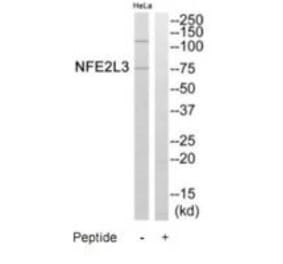 Western blot - NFE2L3 Antibody from Signalway Antibody (35249) - Antibodies.com