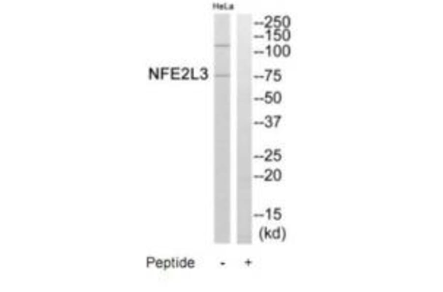 Western blot - NFE2L3 Antibody from Signalway Antibody (35249) - Antibodies.com