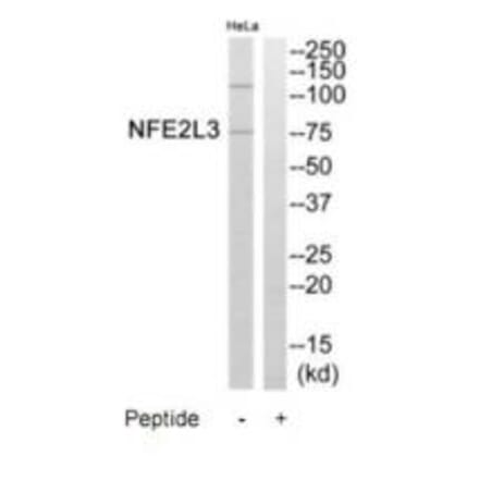 Western blot - NFE2L3 Antibody from Signalway Antibody (35249) - Antibodies.com