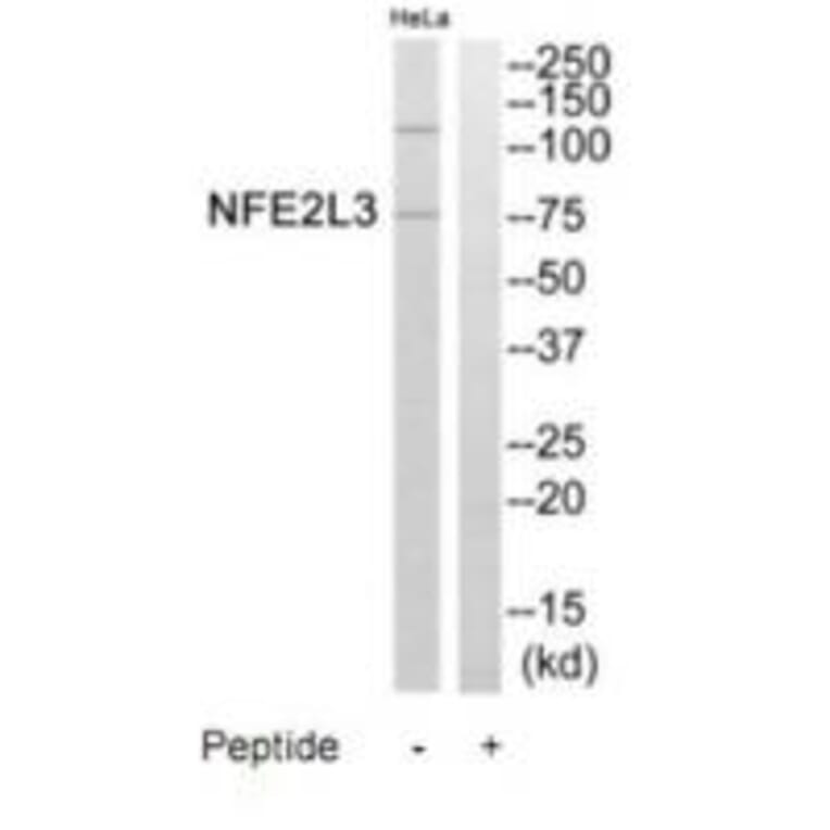 Western blot - NFE2L3 Antibody from Signalway Antibody (35249) - Antibodies.com