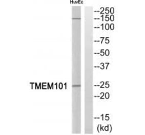 Western blot - TMEM101 Antibody from Signalway Antibody (35251) - Antibodies.com