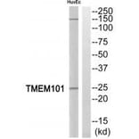Western blot - TMEM101 Antibody from Signalway Antibody (35251) - Antibodies.com